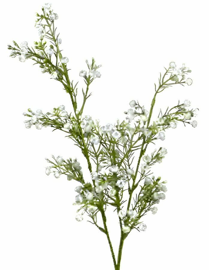 GYPSOPHILA STEM (BABY'S BREATH) WHITE 25"