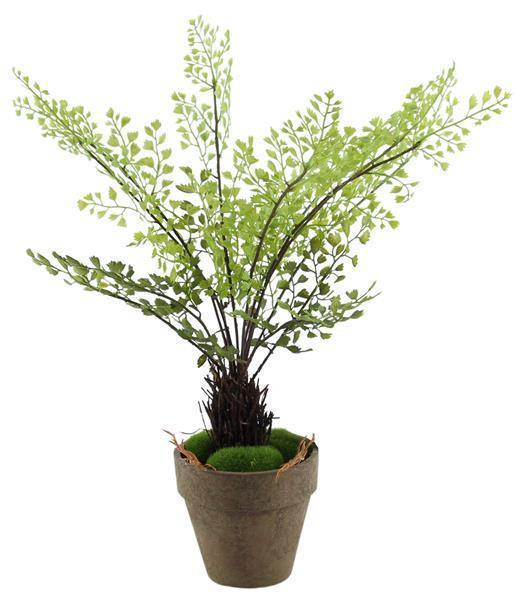 15"H POTTED MAIDENHAIR FERN PLANT GREEN