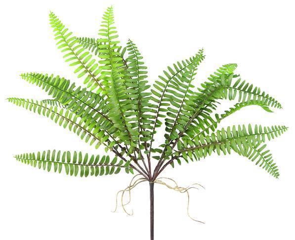 17"L GREEN BOSTON FERN STEM
