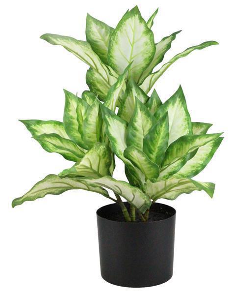 21"H POTTED FOLIAGE PLANT GRN/WH **SHOW SPECIAL** WAS