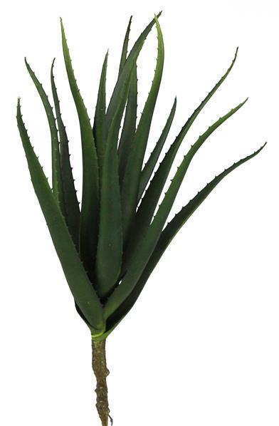 22" ALOE PLANT W/14 LEAVES DUSTY DARK GREEN