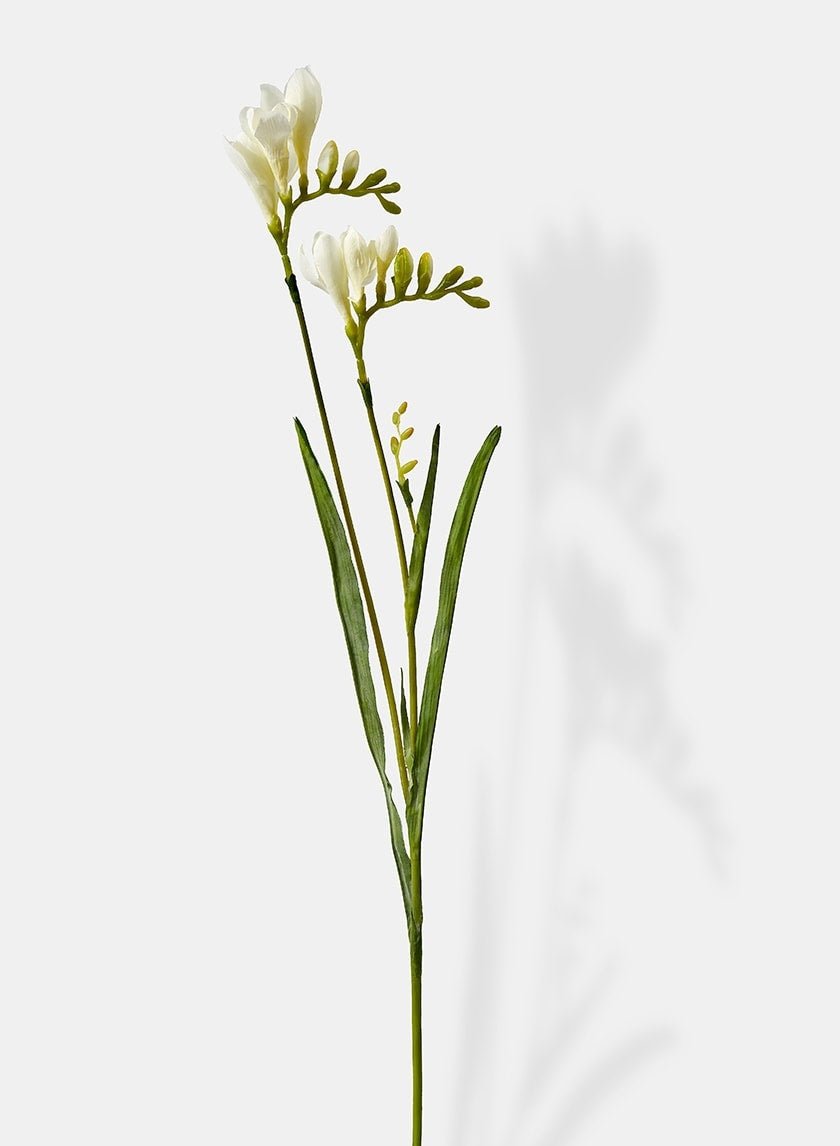 24 in French Freesia