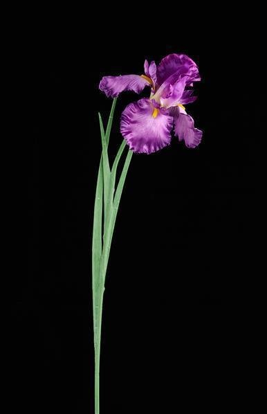 25"L IRIS STEM PURPLE