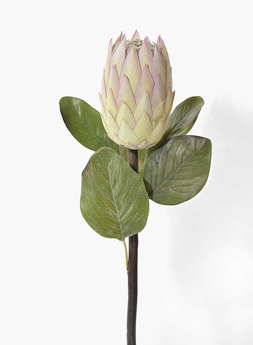 26 in Protea