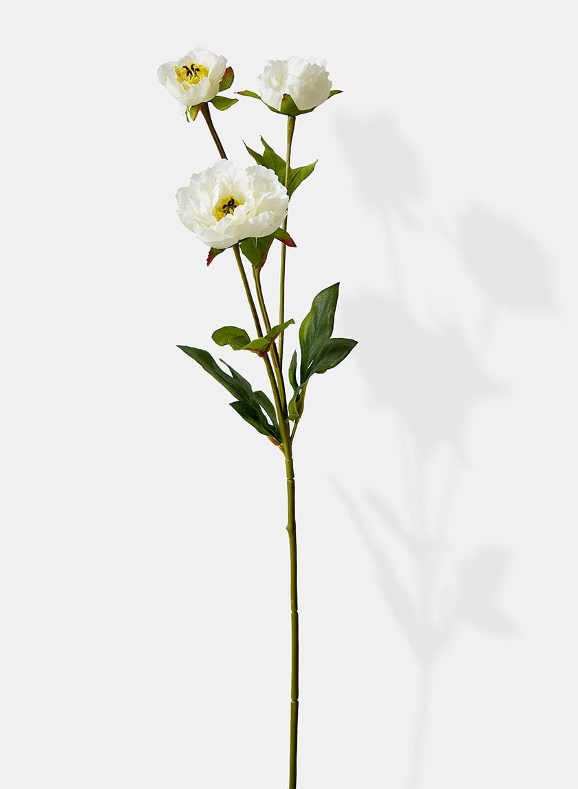 26 in White Princess Peony