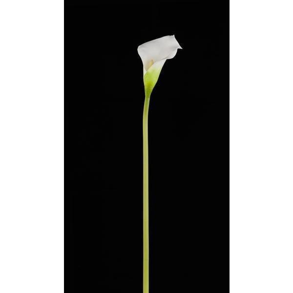 26"L CALLA LILY WHITE