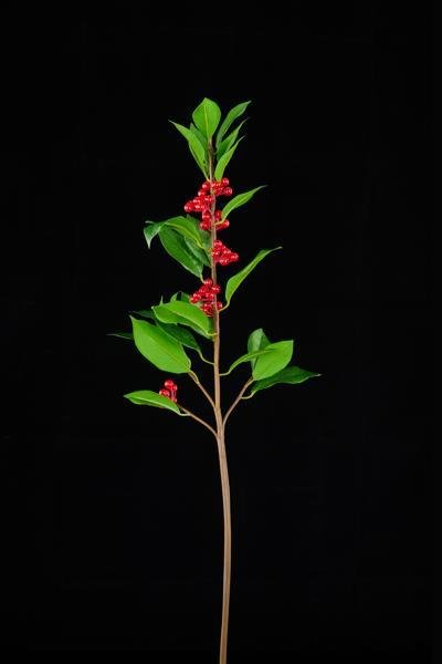 29"L GREEN/RED LAUREL LEAF/BERRY SPRAY