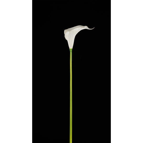 30.5"L WHITE CALLA LILY SINGLE STEM