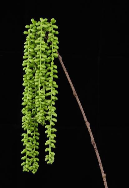 30"L UV SHIELD BABY TEARS SPRAY X6 2 - TONE GREEN