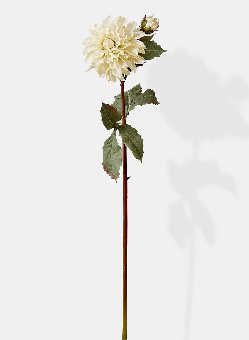 33 in Cream Dahlia