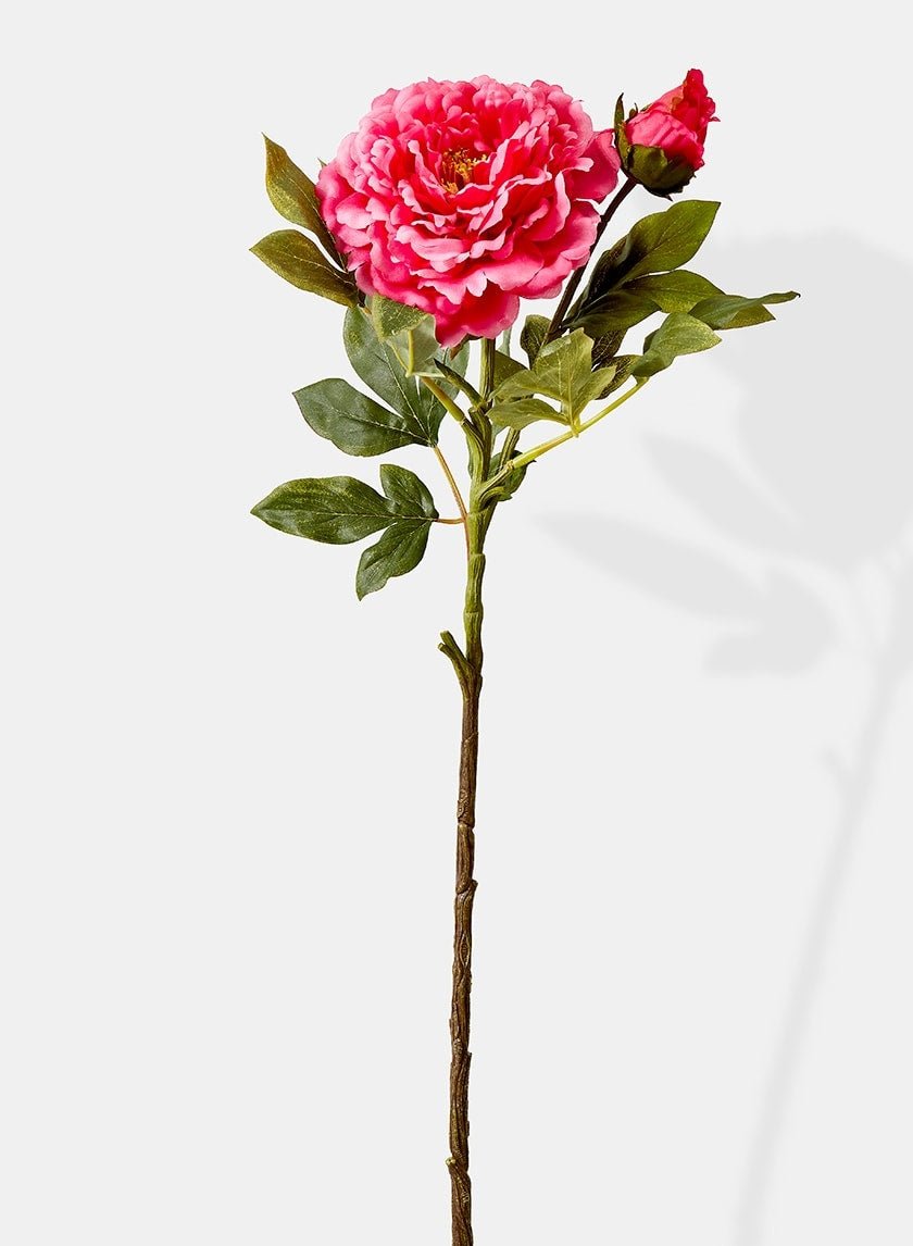 33 in Pink Luo Yang Peony