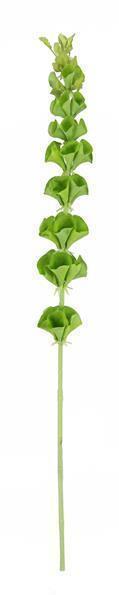 35"H BELLS OF IRELAND SPIKE GREEN