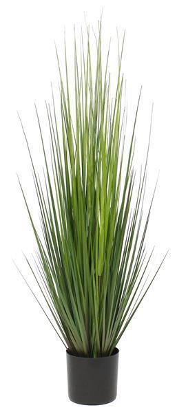 36"H POTTED ONION GRASS PLANT ***MINIMUM 6*** DARK GREEN