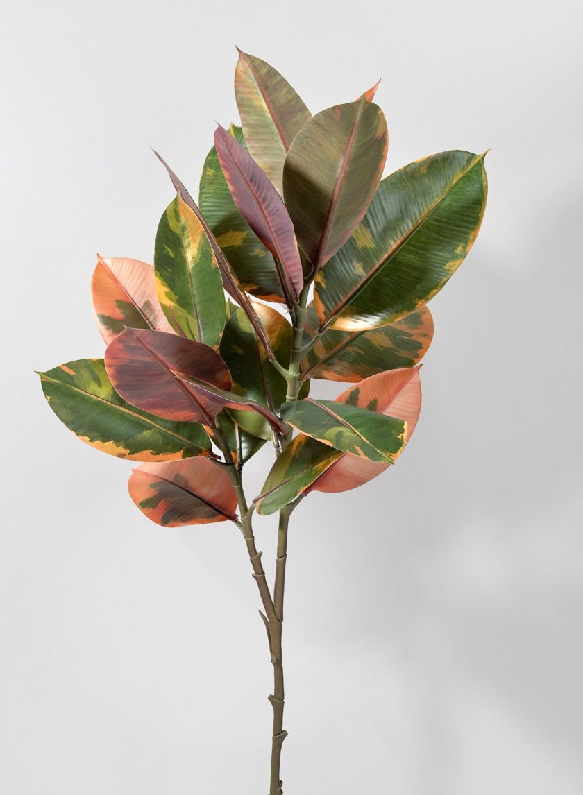 38 1/2 in Ficus Elastica Leave Spray