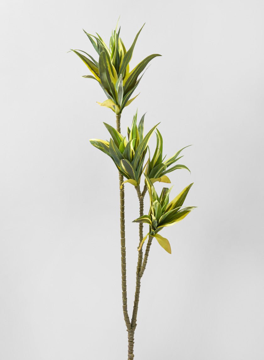 40 in Fortune Bamboo Spray