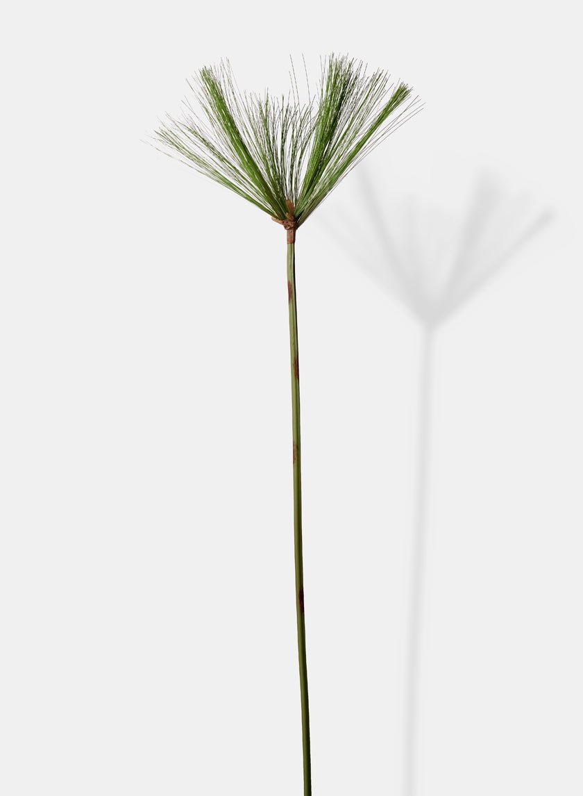 43 1/2 in Cypress Branch