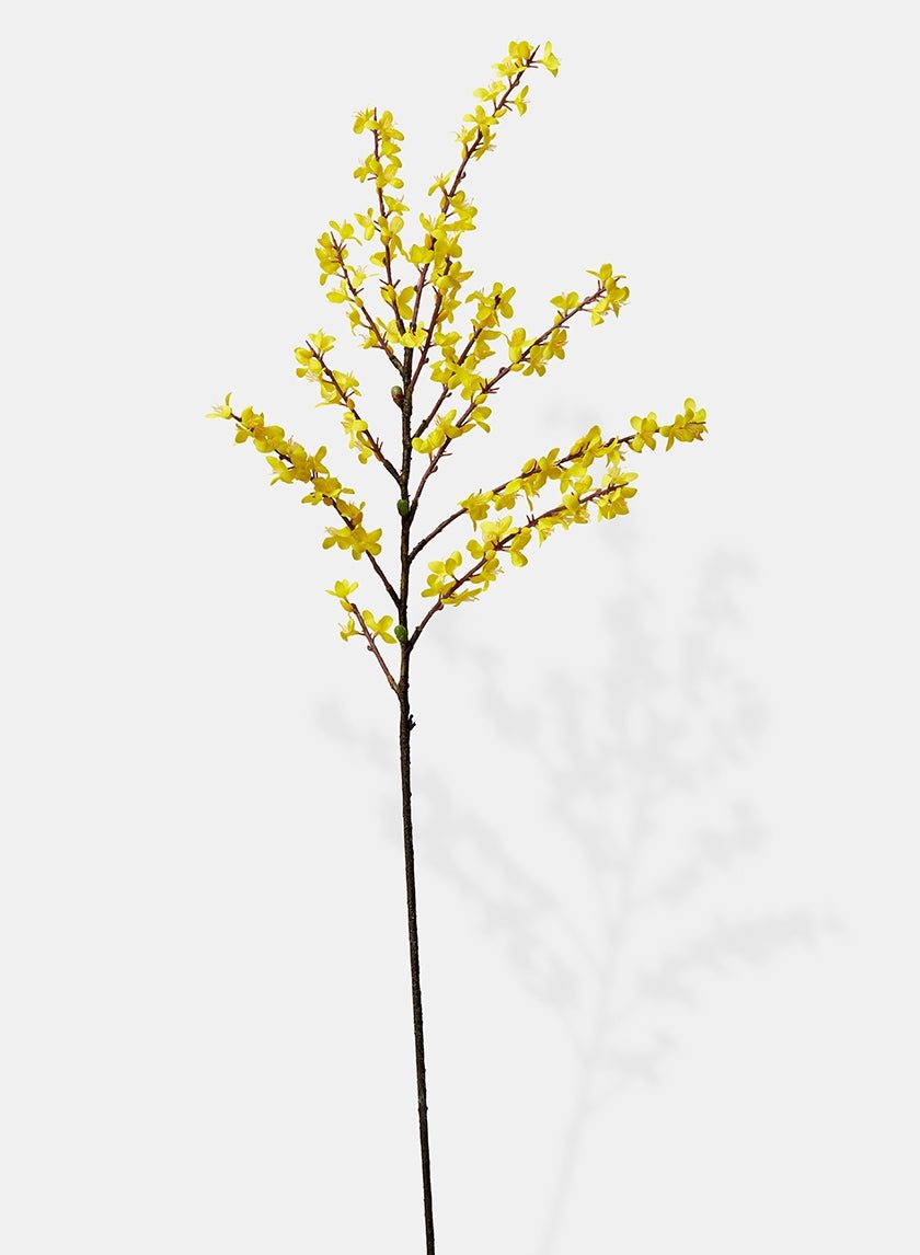43 in Winter Jasmine