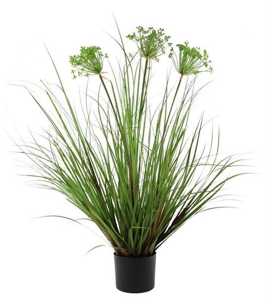 43"H POTTED ANGELICA GRASS PLANT