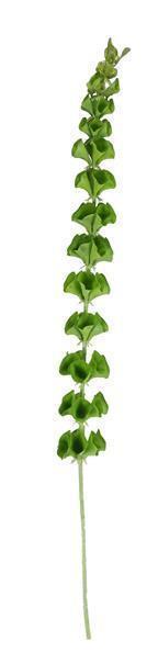 45.25"H BELLS OF IRELAND SPIKE GREEN