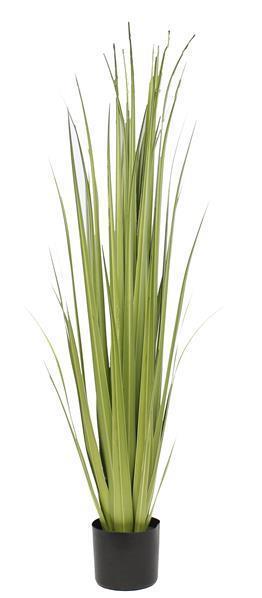48"H POTTD GLADIOLUS GRASS PLANT ***MINIMUM 4*** 2 - TONE GREEN