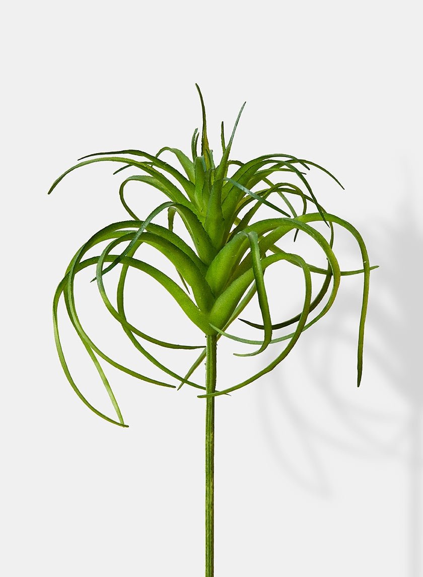 5 in Tillandsia