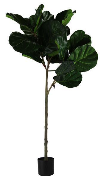 52"H FIDDLE LEAF FIG TREE **SH SPCL** **MINIMUM 2** 2 - TONE GREEN (WAS $59.95)