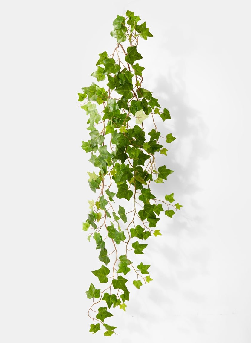 54 in Ivy Hanging Bush