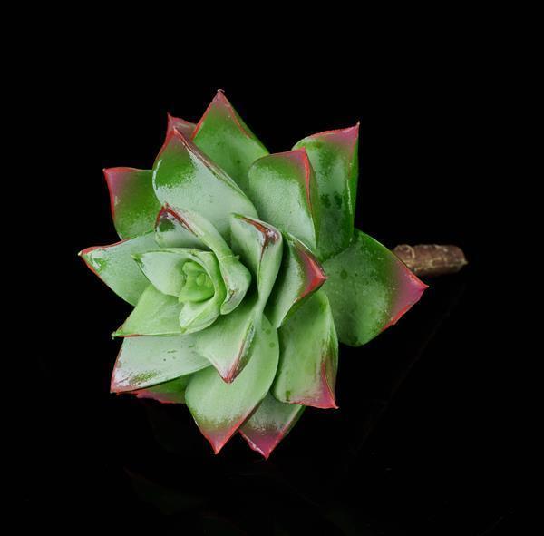5"L UV SHIELD SUCCULENT PICK DUSTED GREEN/BURGUNDY