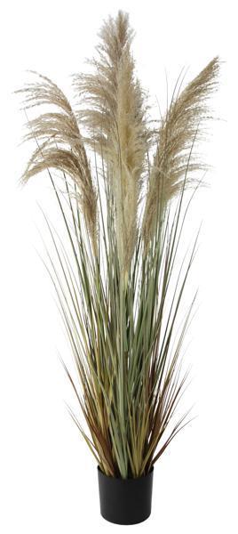 60"H DRIED PAMPAS GRASS W/POT *MINIMUM 2* BEIGE/GREEN/BROWN