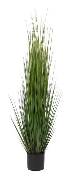 60"H POTTED ONION GRASS PLANT ***MINIMUM 4*** DARK GREEN