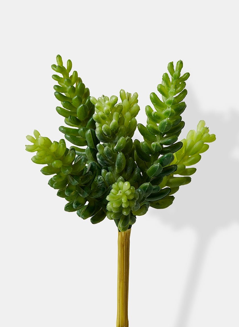 7 in Burro's Tail