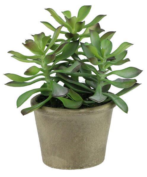 7"H X 6.5"W POTTED JADE PLANT RED/GREEN