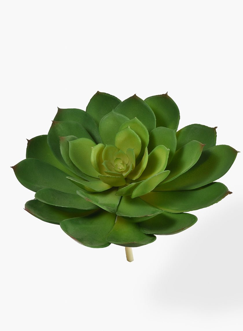 8 in Green Echeveria Succulent