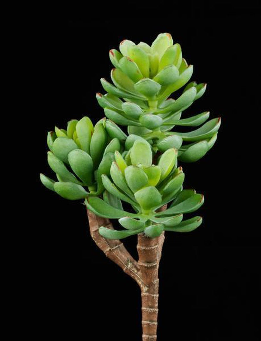 8"L UV SHIELD SUCCULENT PICK GREEN WITH BLUE