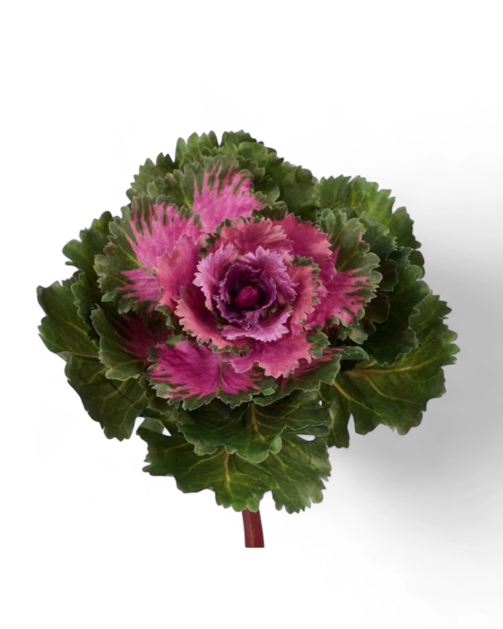 8"L X 7" DIA KALE PINK/GREEN