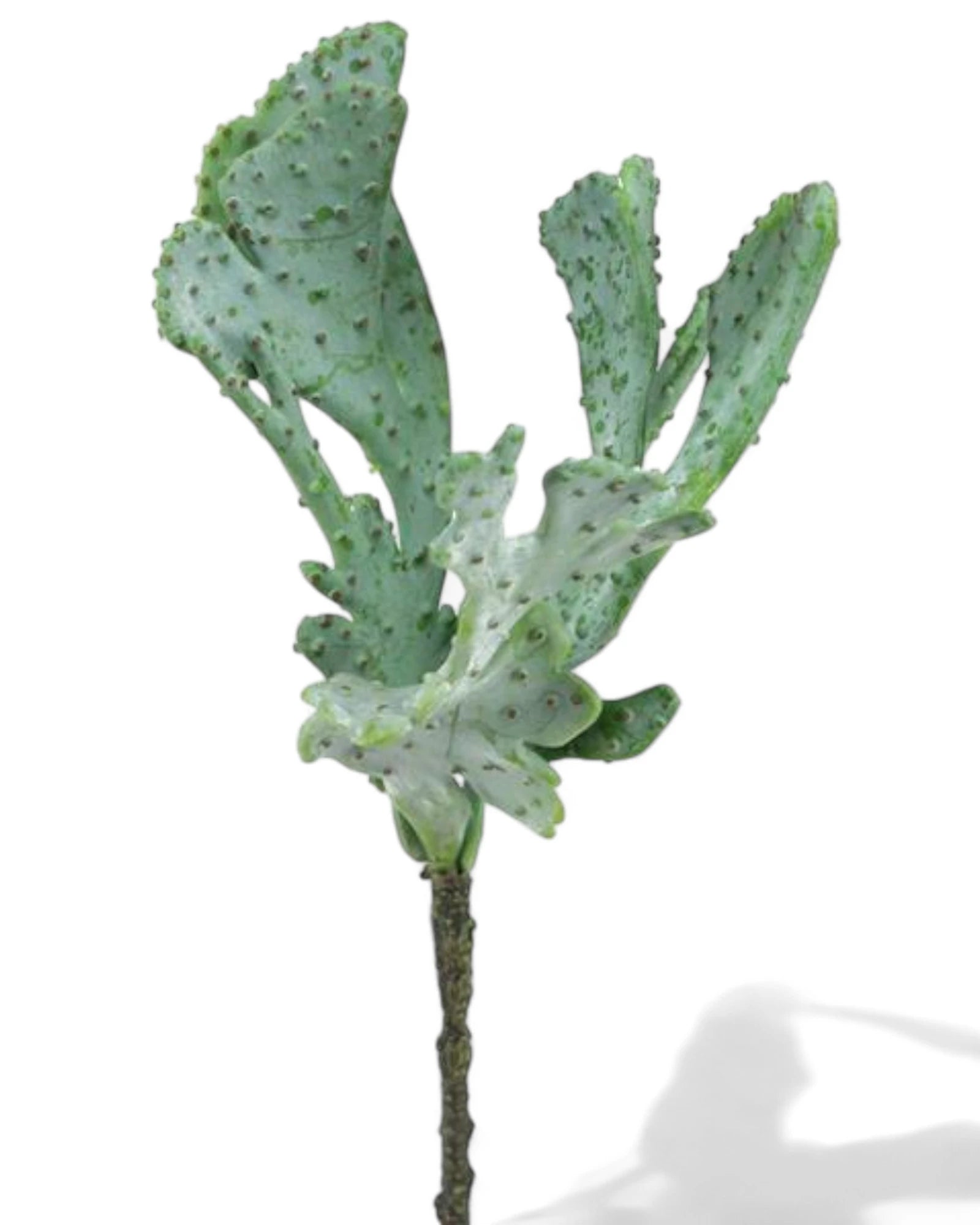 9.5"L FAN CACTUS PICK GREY/GREEN