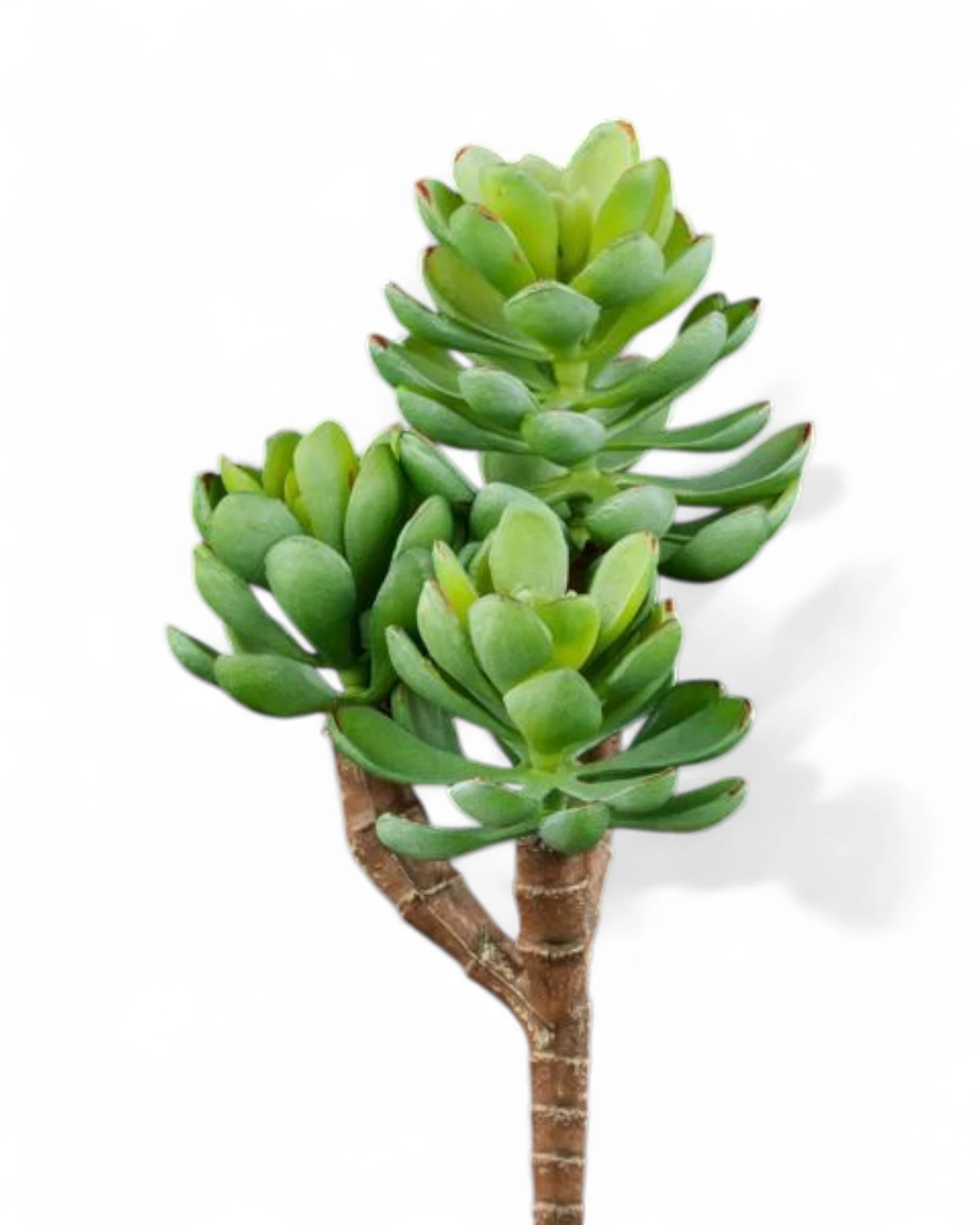 8"L UV SHIELD SUCCULENT PICK GREEN WITH BLUE