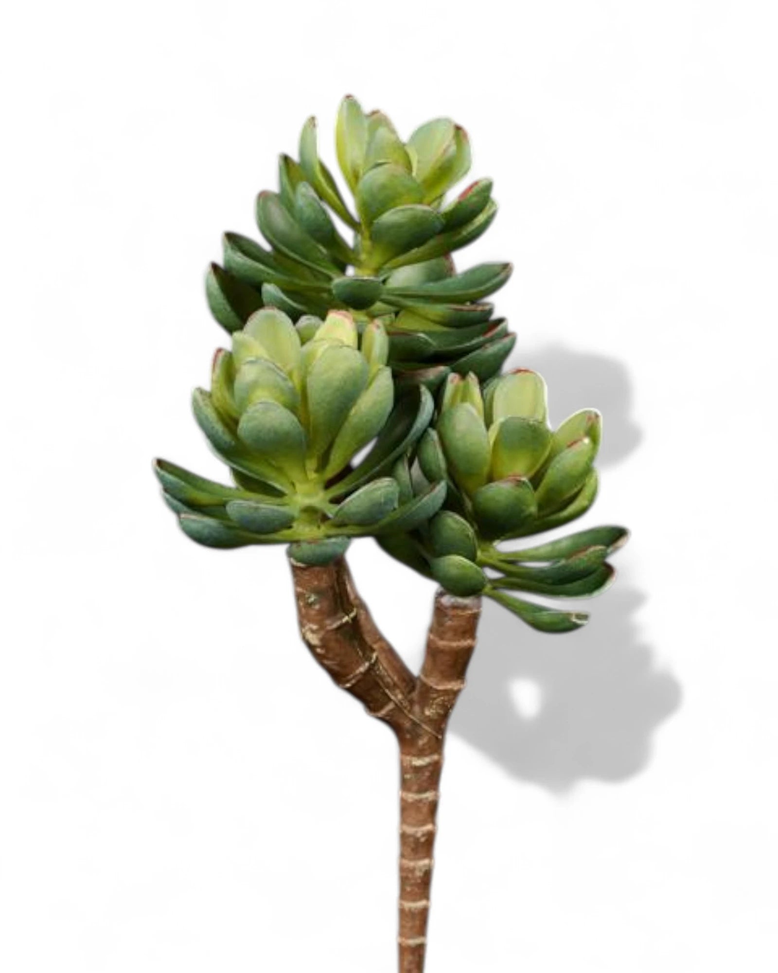 8"L UV SHIELD SUCCULENT PICK DARK GREEN