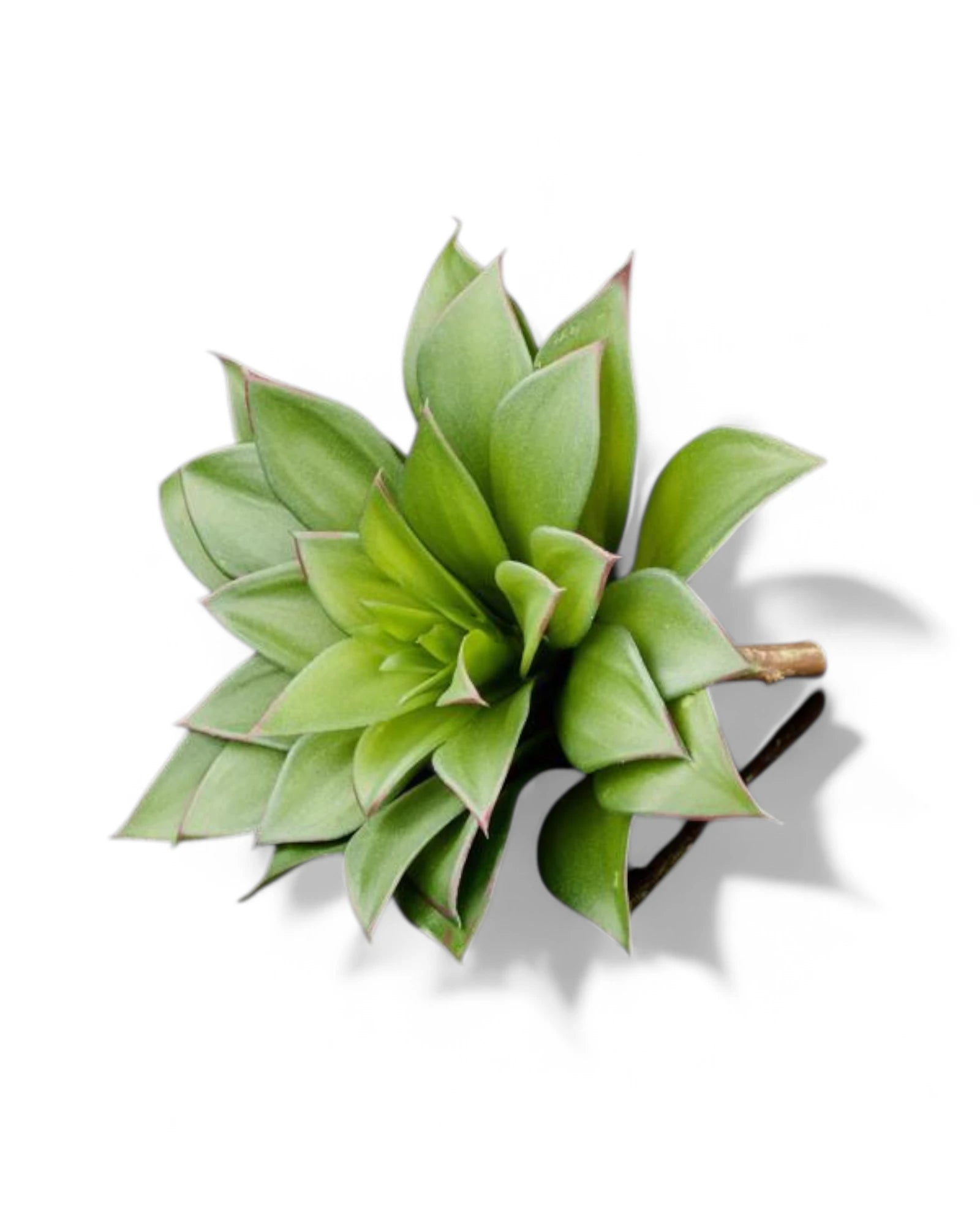 8.5"L UV SHIELD SUCCULENT PICK MULTI GREEN