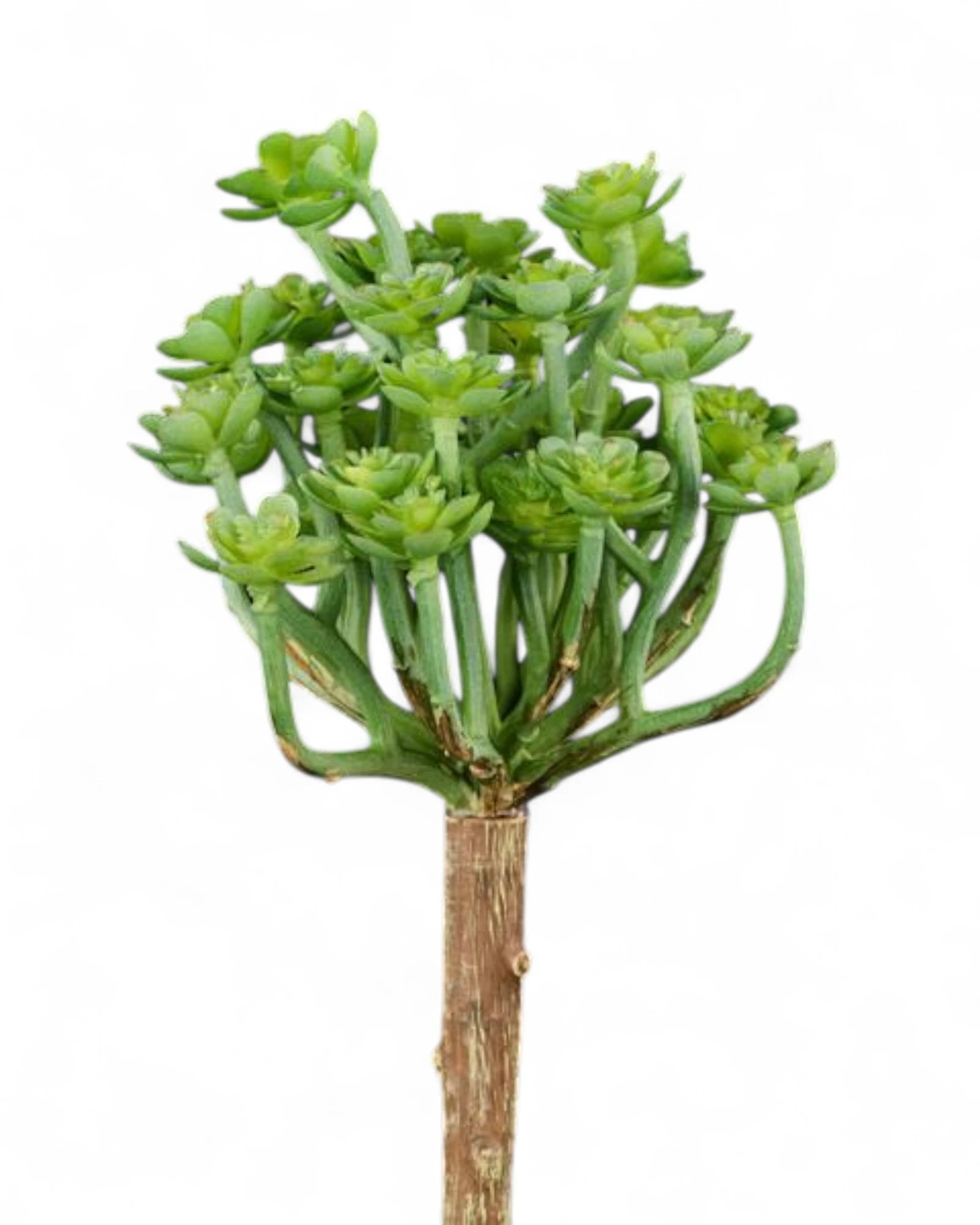 8"L UV SHIELD SUCCULENT PICK GREEN WITH BLUE