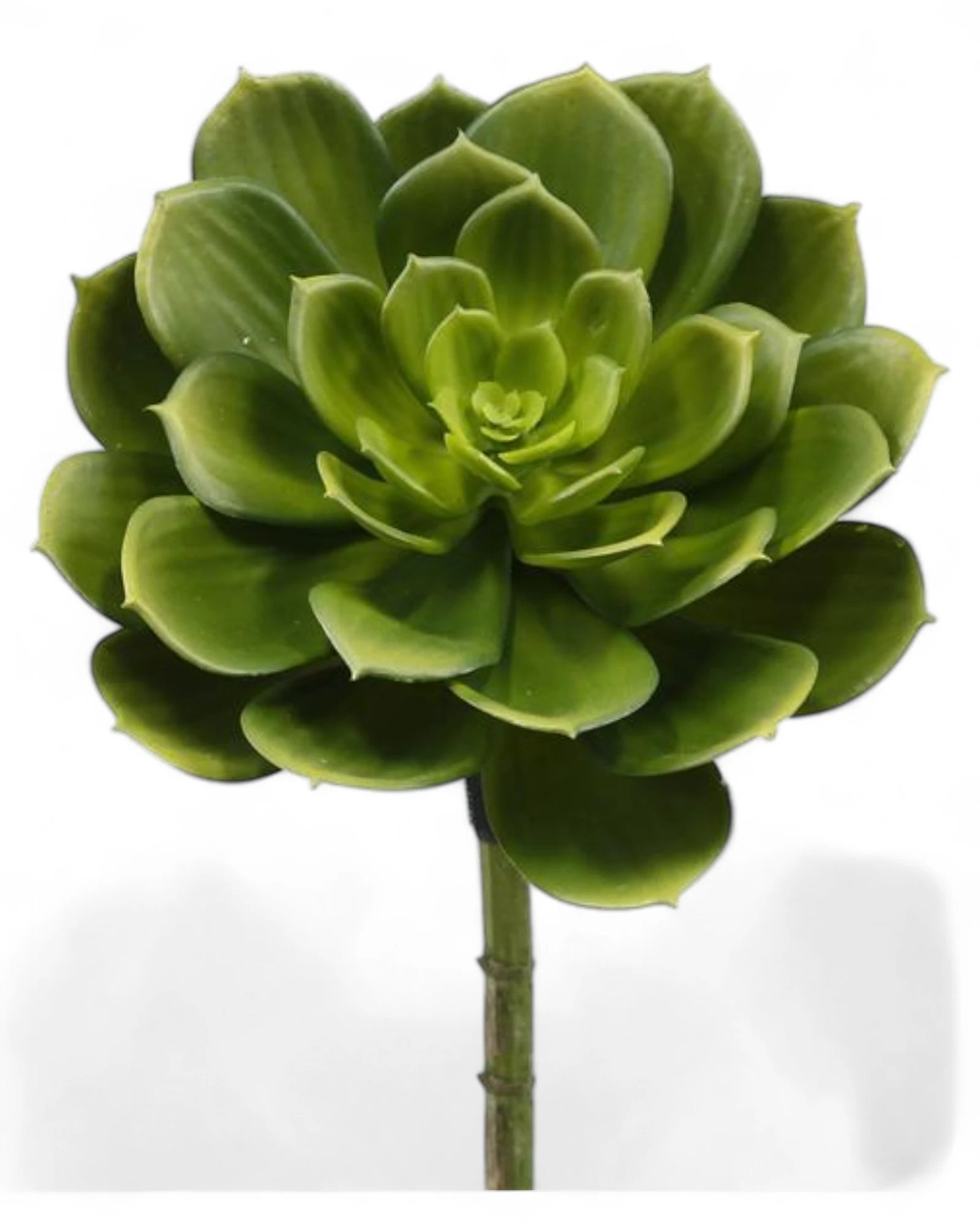 8"DIA SUCCULENT PICK GREEN