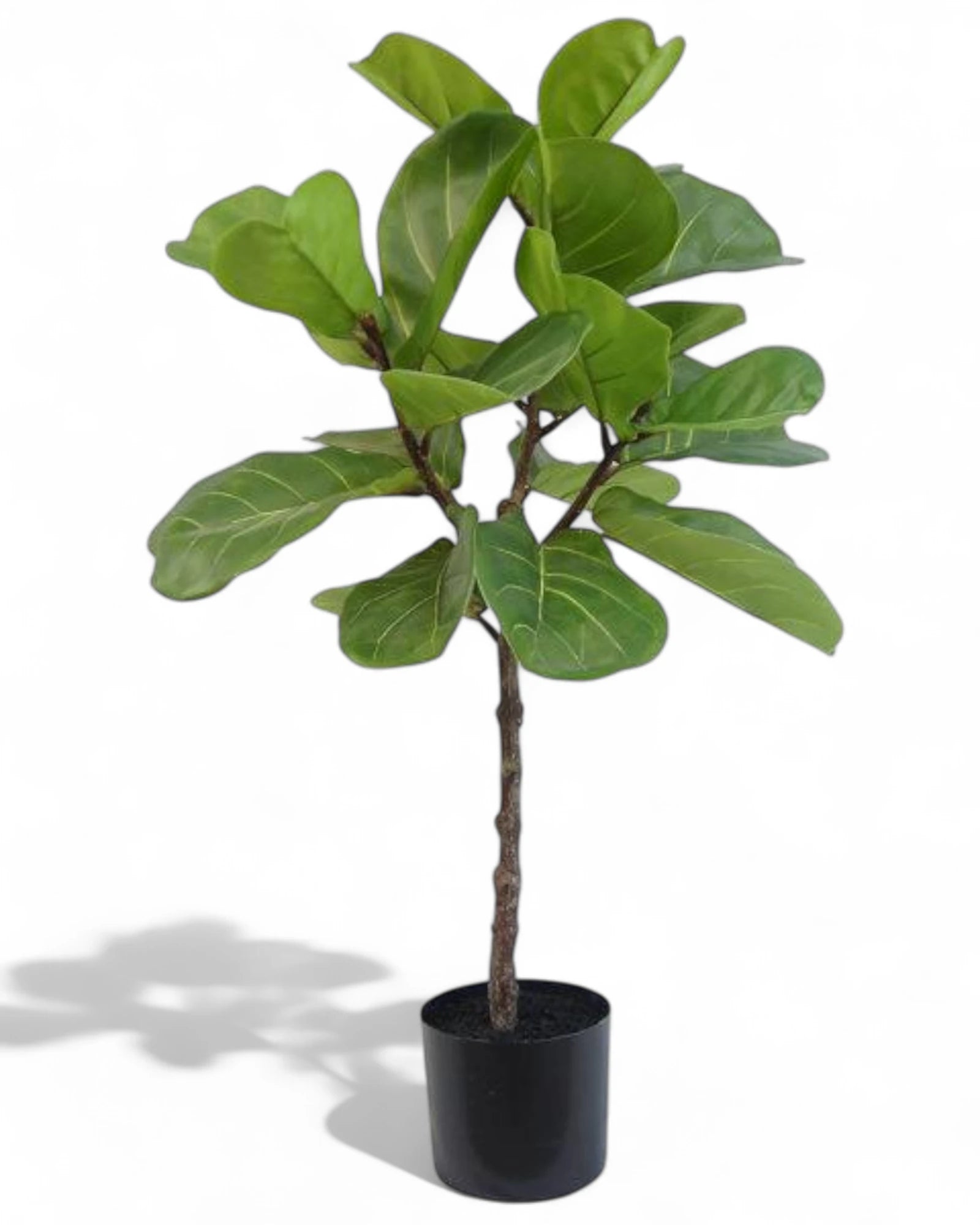 35.5" Inch Potted Ficus Tree