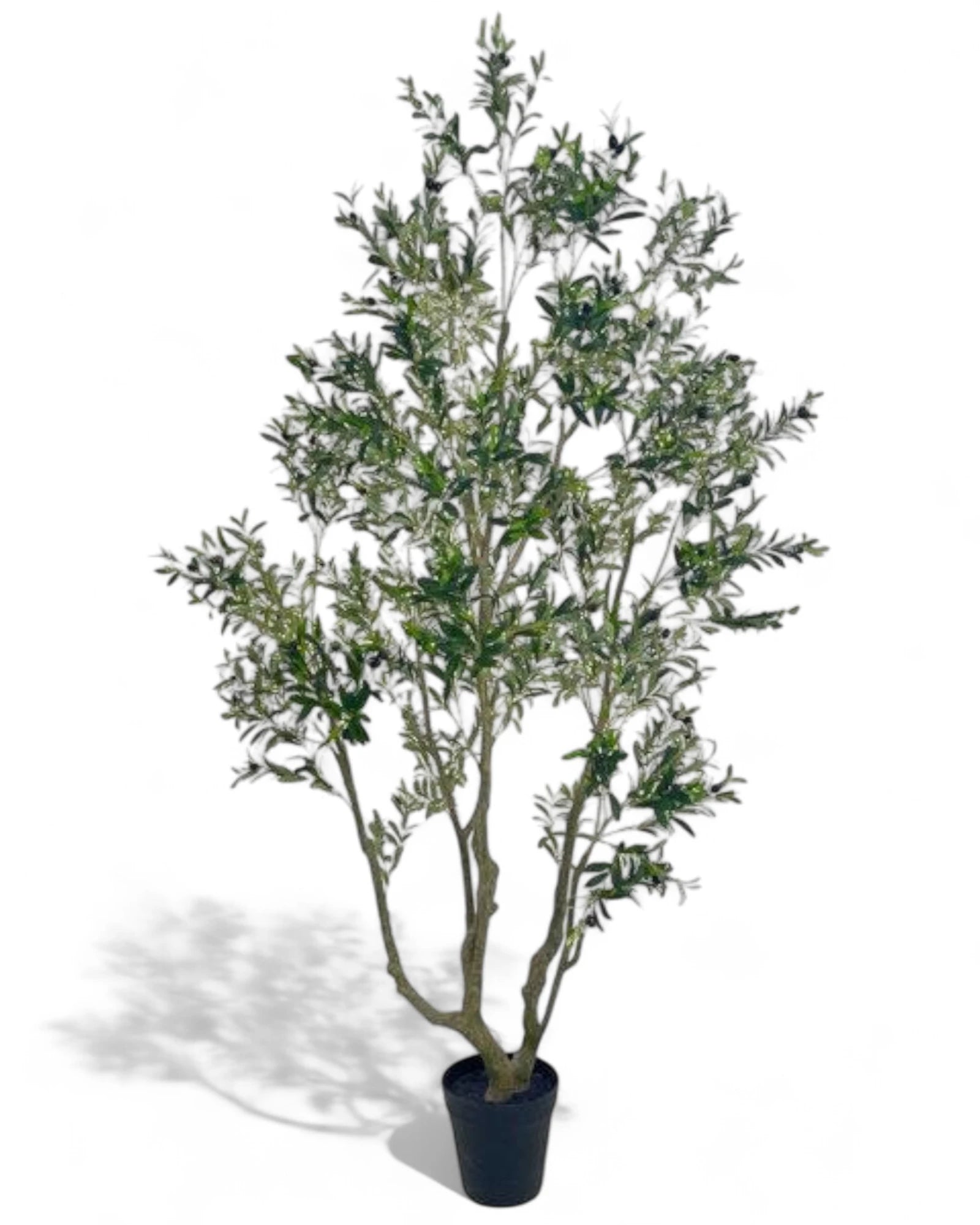 102.25"H POTTED OLIVE TREE