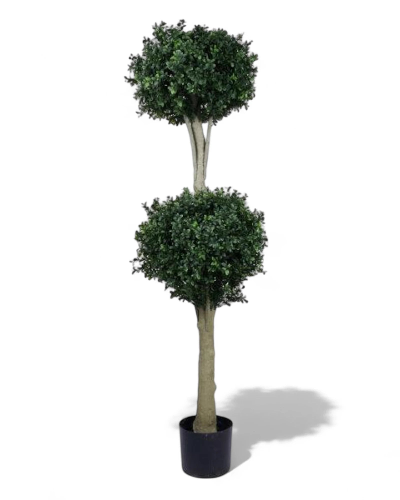 55"H DOUBLE BALL BOXWOOD TOPIARY