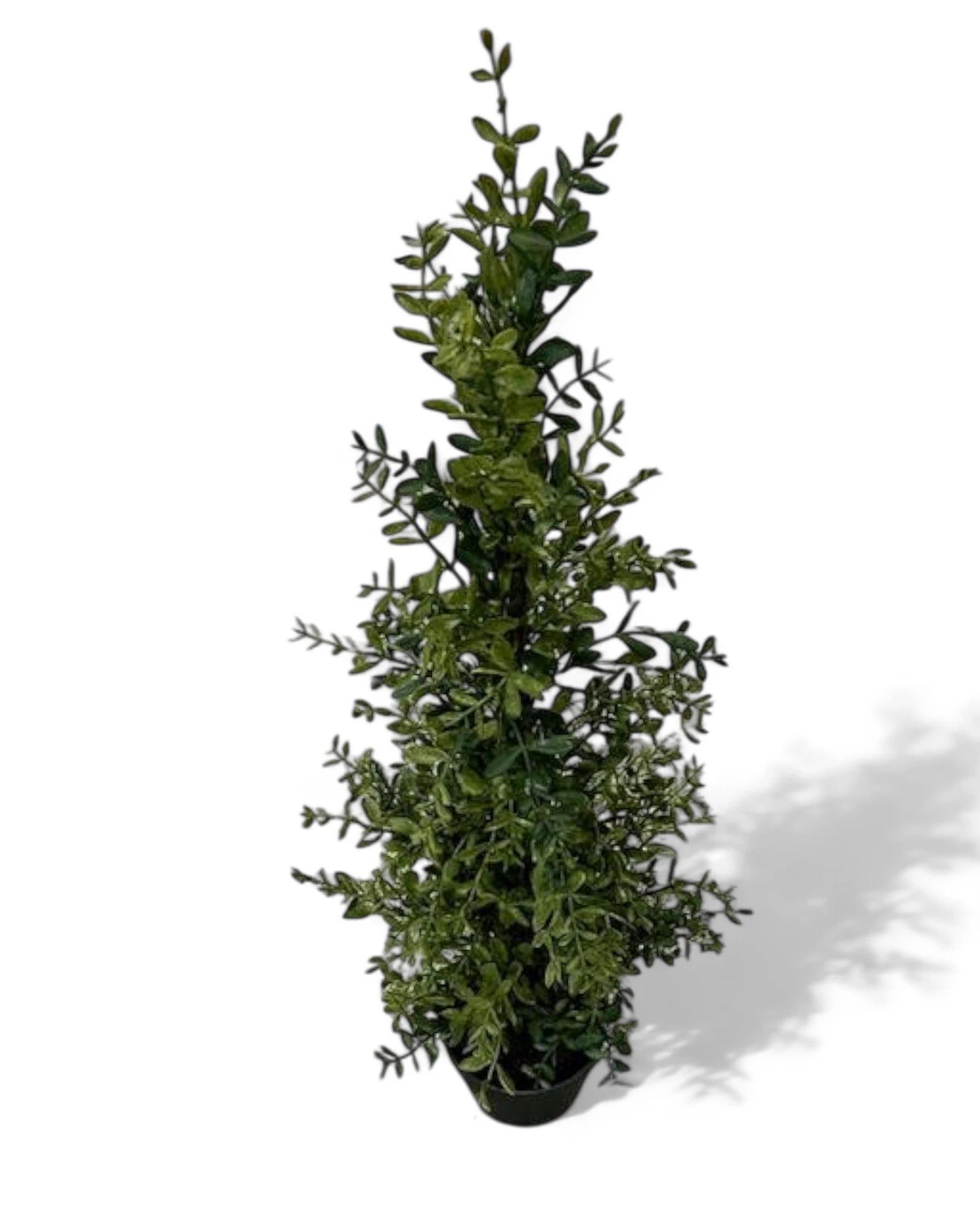 36"H POTTED BOXWOOD TREE