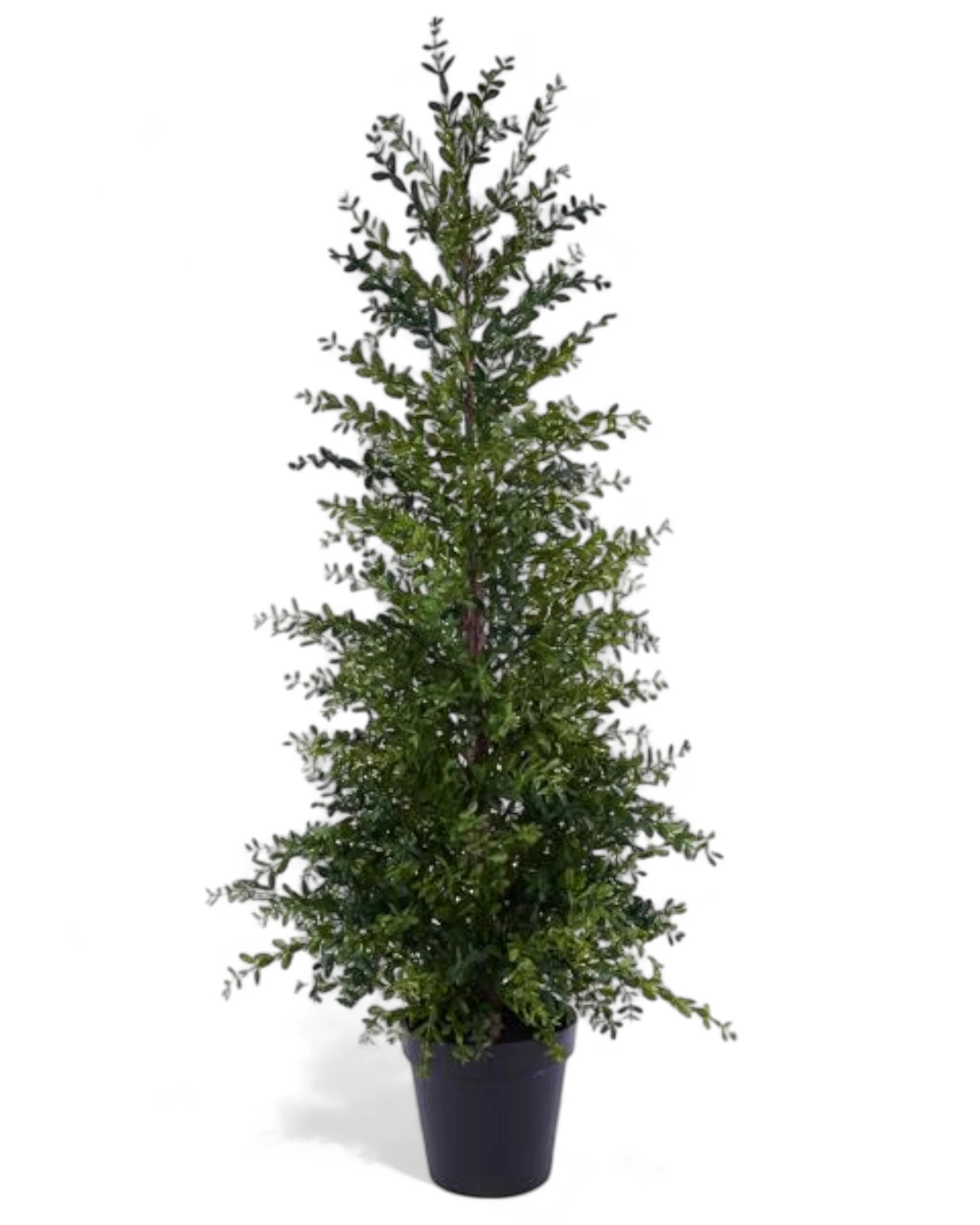 60"H POTTED BOXWOOD TREE