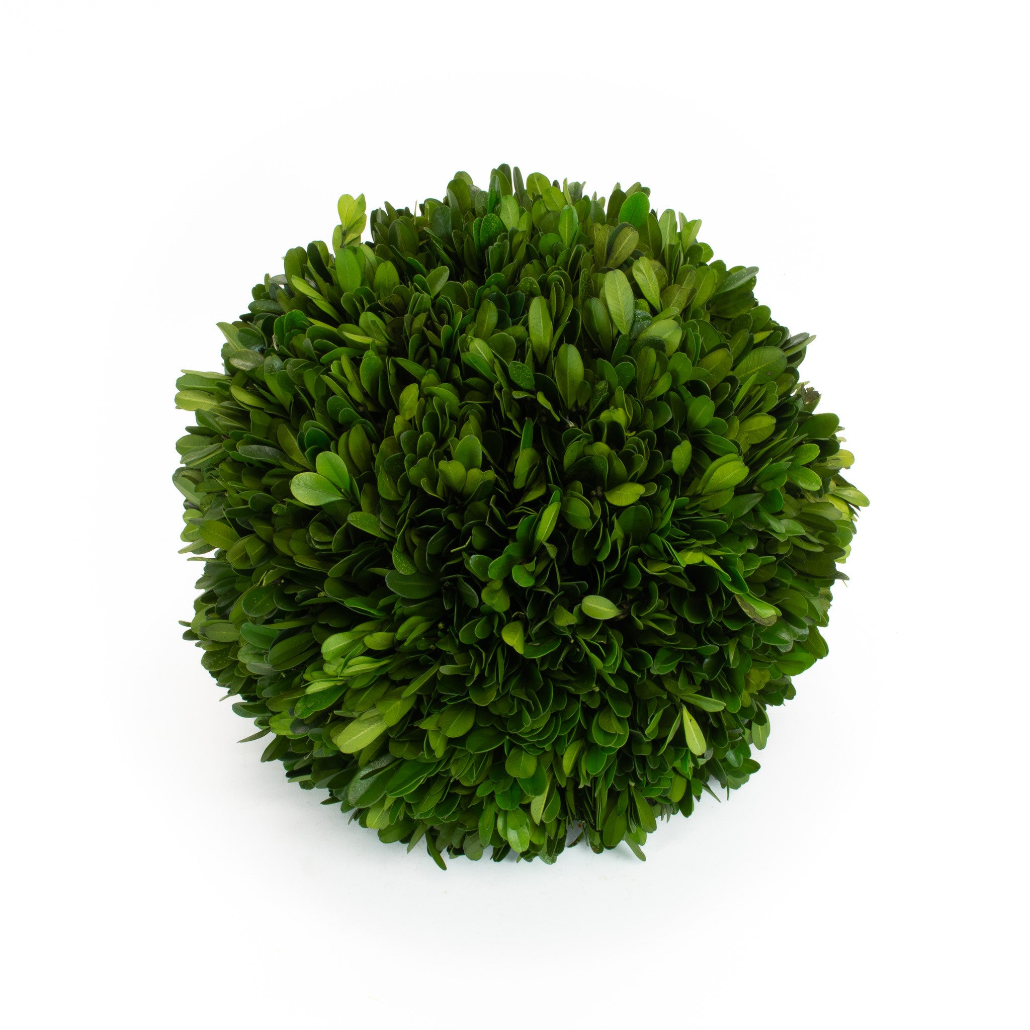 Preserved Boxwood Ball - 10" Case of 2