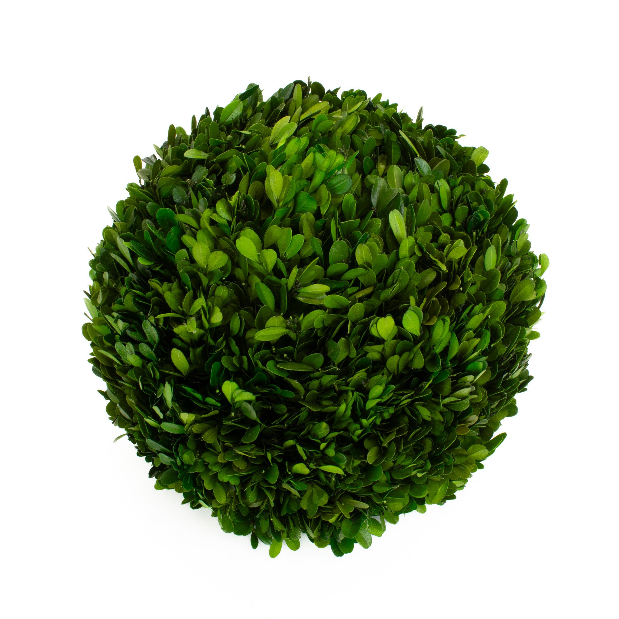 Preserved Boxwood Ball - 12"
