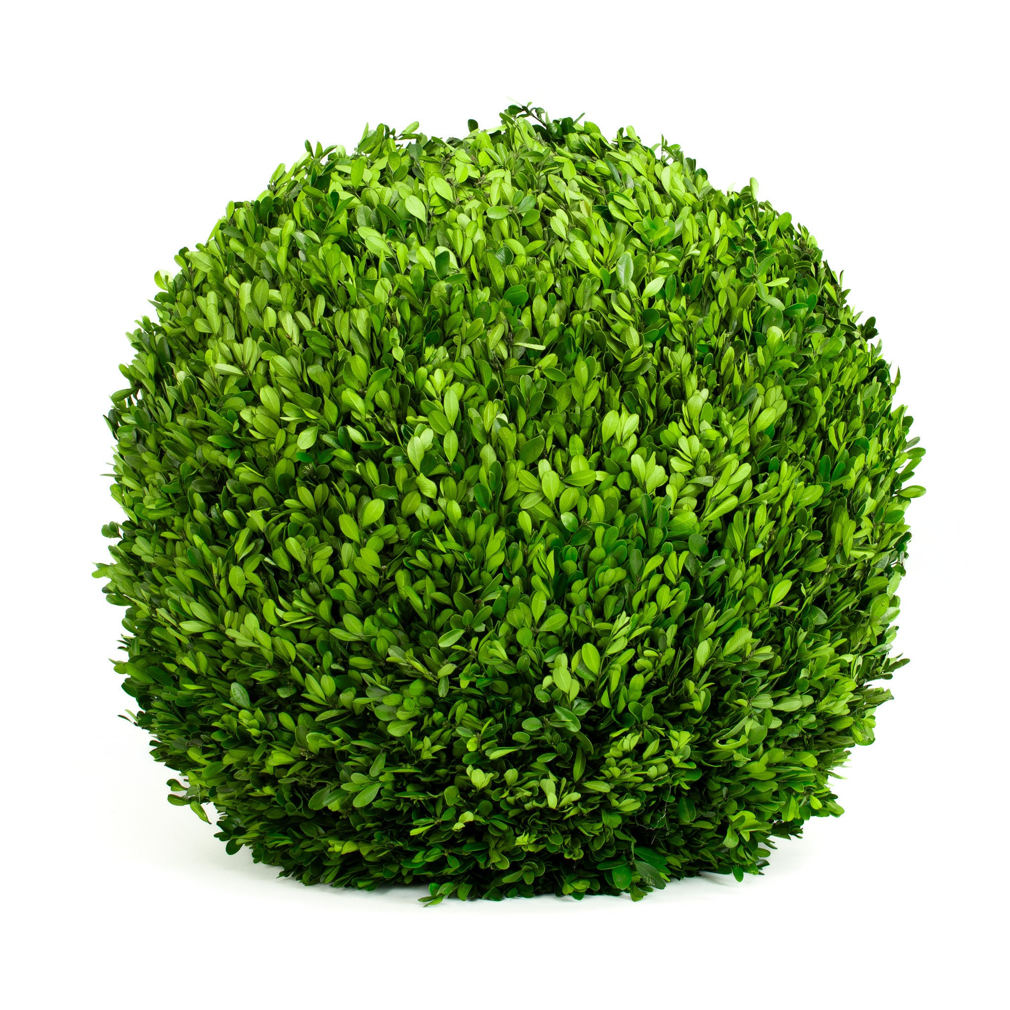Preserved Boxwood Ball - 22"