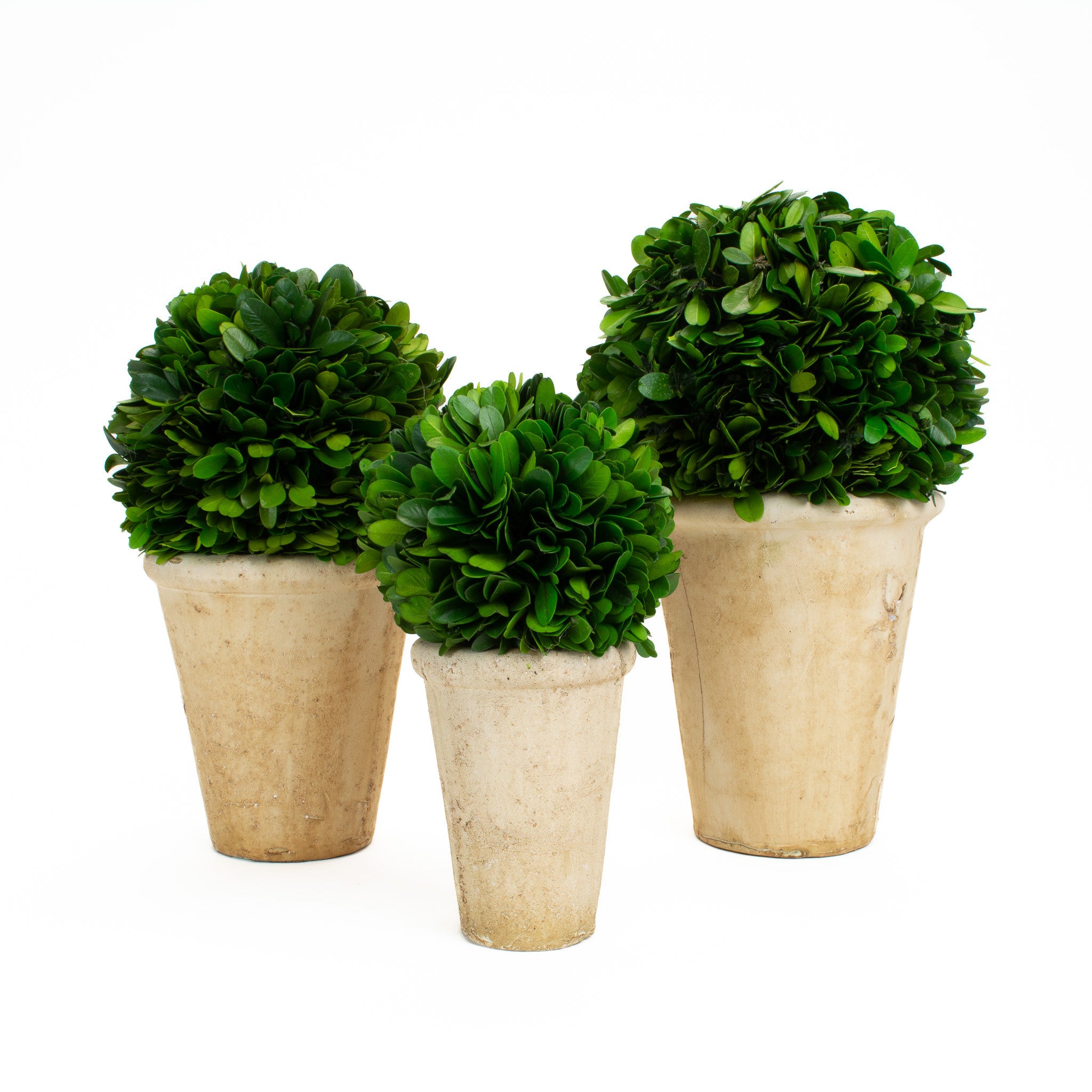 Preserved Boxwood Ball In Pots 10 Inch